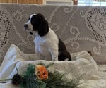 Small #2 English Springer Spaniel