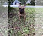 Small Photo #10 French Bulldog Puppy For Sale in MARIETTA, GA, USA