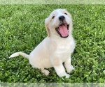 Small Photo #9 Labradoodle Puppy For Sale in CANON, GA, USA