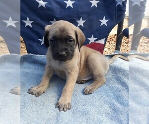 Mastiff Puppy for sale in ACCIDENT, MD, USA