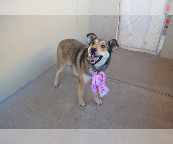 Medium Photo #3 German Shepherd Dog-Unknown Mix Puppy For Sale in McKinney, TX, USA