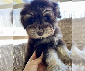 Schnauzer (Miniature) Puppy for sale in RATHDRUM, ID, USA