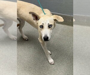 Labrador Retriever-Unknown Mix Dogs for adoption in Las Vegas, NV, USA