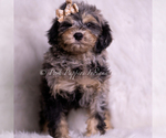 Small Photo #110 Goldendoodle (Miniature) Puppy For Sale in WARSAW, IN, USA