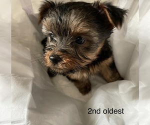 Yorkshire Terrier Puppy for sale in BOLIVAR, MO, USA