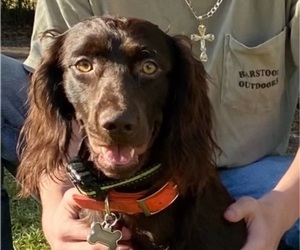 Father of the Boykin Spaniel puppies born on 05/01/2025