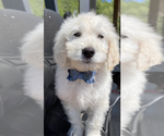 Small Photo #4 English Cream Golden Retriever-Poodle (Standard) Mix Puppy For Sale in BURNSVILLE, NC, USA