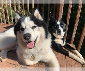 Father of the Golden Pyrenees-Siberian Husky Mix puppies born on 05/05/2026