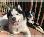 Small Photo #1 Golden Pyrenees-Siberian Husky Mix Puppy For Sale in HICKORY, NC, USA