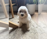 Puppy Puppy 2 Aussiedoodle-Goldendoodle Mix