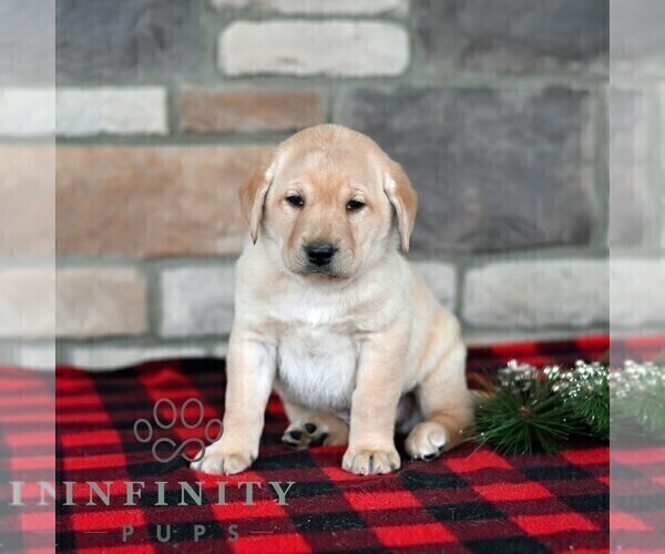 Medium Photo #1 Labrador Retriever Puppy For Sale in SELINSGROVE, PA, USA