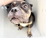 Small American Bulldog