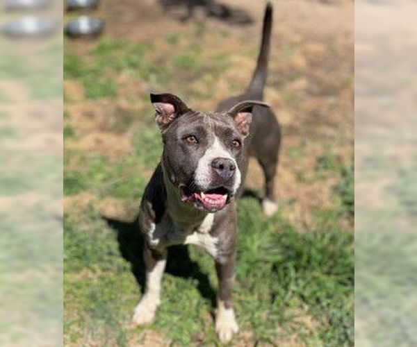 Medium Photo #3 American Pit Bull Terrier-Unknown Mix Puppy For Sale in SACRAMENTO, CA, USA