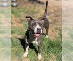 Small #2 American Pit Bull Terrier Mix
