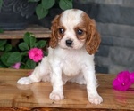 Small #2 Cavalier King Charles Spaniel