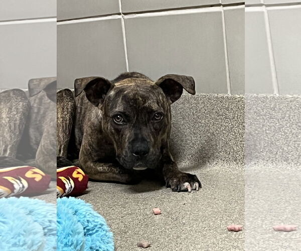 Medium Photo #7 American Pit Bull Terrier-Unknown Mix Puppy For Sale in Virginia Beach, VA, USA