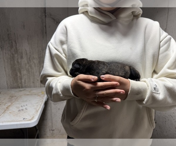 Medium Photo #10 Dutch Shepherd Dog Puppy For Sale in WATERTOWN, CT, USA
