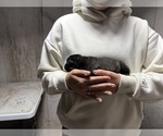 Small Photo #10 Dutch Shepherd Dog Puppy For Sale in WATERTOWN, CT, USA