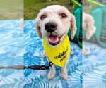 Small Poodle (Miniature)
