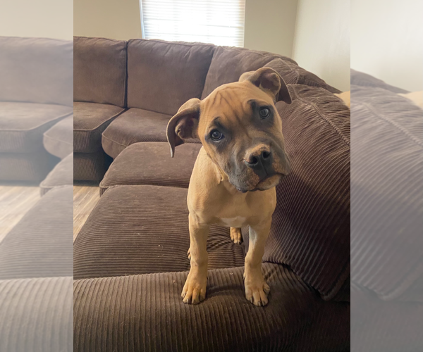 Medium Photo #3 Boxer-Unknown Mix Puppy For Sale in Holly Springs, NC, USA