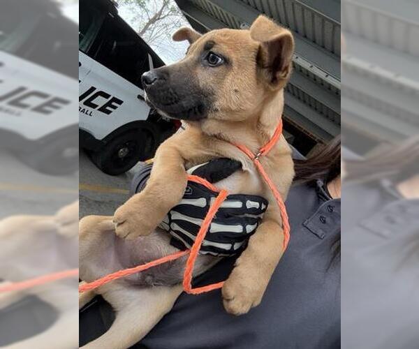 Medium Photo #1 Staffordshire Bull Terrier Puppy For Sale in Houston, TX, USA