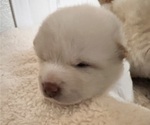 Small Photo #2 Shiba Inu Puppy For Sale in DALY CITY, CA, USA