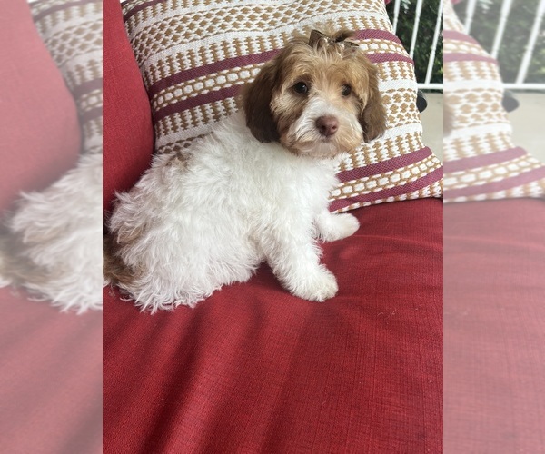 Medium Photo #5 Poovanese Puppy For Sale in RICHMOND, IL, USA