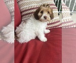 Small Photo #5 Poovanese Puppy For Sale in RICHMOND, IL, USA