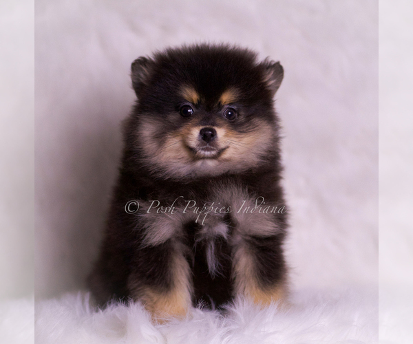 Medium Photo #115 Pomeranian Puppy For Sale in WARSAW, IN, USA