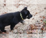 Small #27 German Shepherd Dog