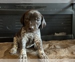 Puppy Dark pink German Shorthaired Pointer