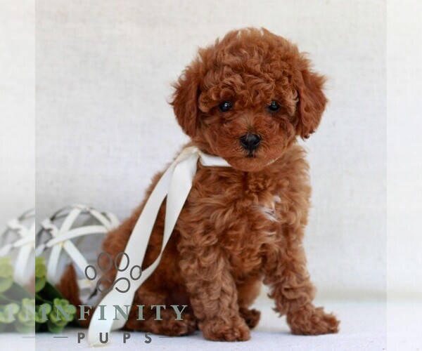 Medium Photo #3 Cavapoo (Miniature) Puppy For Sale in NEWMANSTOWN, PA, USA