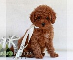Small #2 Cavapoo (Miniature)