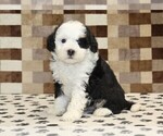 Kelsey - Female Bernedoodle (Miniature) Puppy for Sale - Small photo