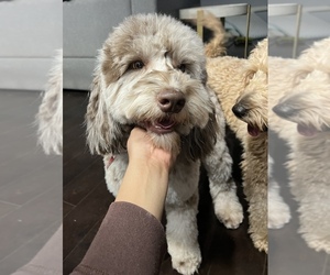 Father of the Goldendoodle (Miniature) puppies born on 08/10/2025