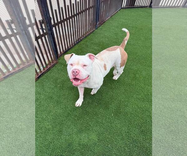 Medium Photo #5 Bulldog-Unknown Mix Puppy For Sale in Rockwall, TX, USA