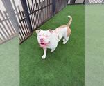 Small #4 Bulldog Mix
