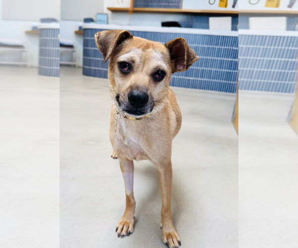 Medium Photo #3 Chihuahua-Unknown Mix Puppy For Sale in Marina Del Rey, CA, USA