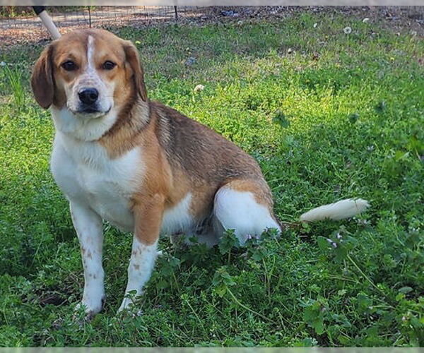 Medium Photo #3 Beagle-Unknown Mix Puppy For Sale in Wetumpka, AL, USA