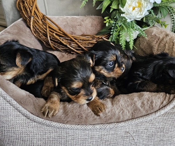 Medium Photo #5 Yorkshire Terrier Puppy For Sale in SALEM, OR, USA
