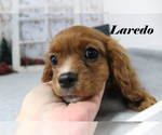 Small #19 Cavalier King Charles Spaniel