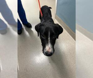 Labrador Retriever-Unknown Mix Dogs for adoption in Newton, NC, USA