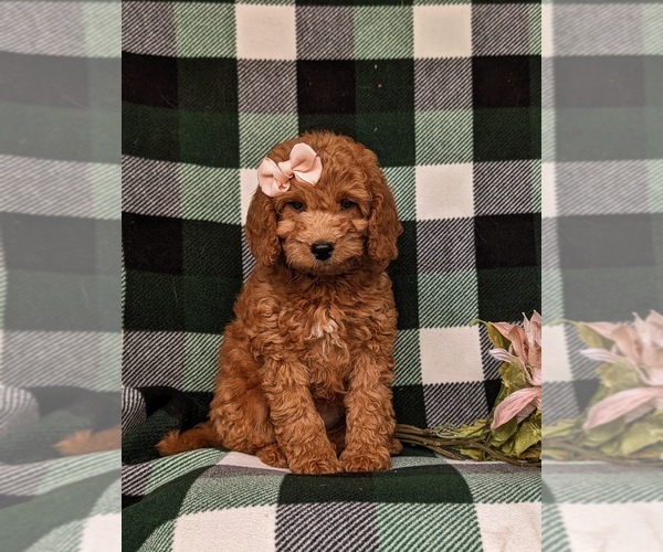 Medium Photo #1 Miniature Labradoodle Puppy For Sale in NOTTINGHAM, PA, USA