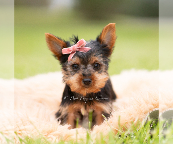Medium Photo #1 Yorkshire Terrier Puppy For Sale in WARSAW, IN, USA