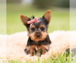 Puppy Stella Yorkshire Terrier