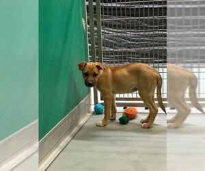 German Shepherd Dog-Unknown Mix Dogs for adoption in Visalia, CA, USA
