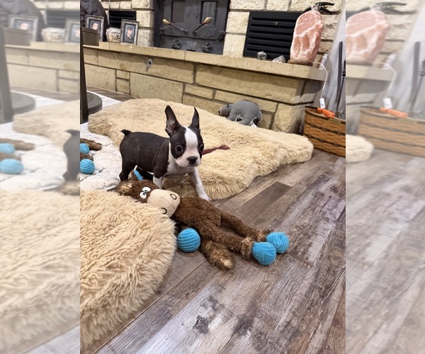Medium Photo #9 Boston Terrier Puppy For Sale in FREDONIA, KS, USA