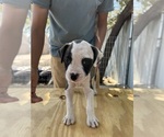 Small #2 American Bulldog