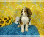 Small Photo #83 Bernedoodle-Poodle (Toy) Mix Puppy For Sale in BLACK FOREST, CO, USA