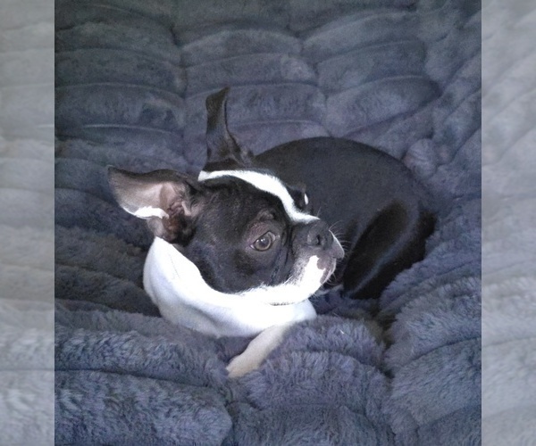 Medium Photo #3 Boston Terrier Puppy For Sale in MINERAL WELLS, WV, USA
